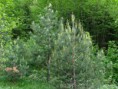 /album/galleria-foto-piante-medicinali/pinus-sylvestris-e-pinus-nigra-differenze-jpg1/